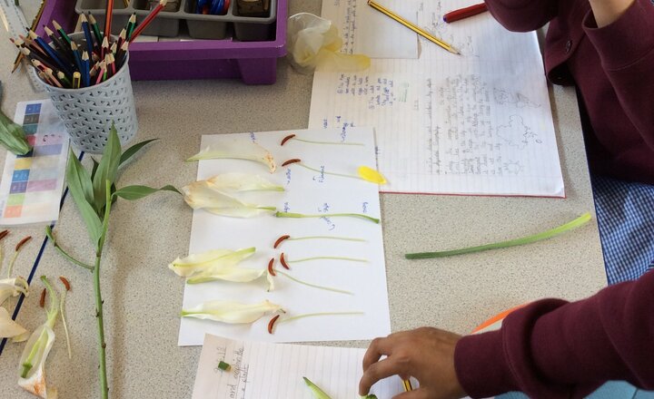 Image of Year 5 Dissecting Flowers